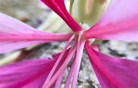 Image result for Macro Lens iPhone