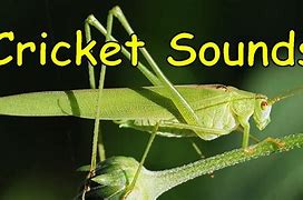 Image result for Sounds Like Crickets