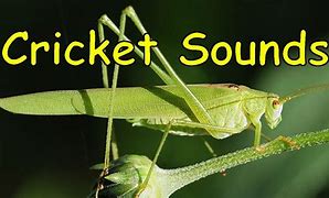 Image result for Common Cricket