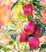 Image result for Pink Lady Apple Tree Full Size