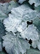 Image result for Salvia officinalis Silver Leaf