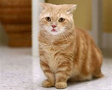 Image result for Orange Munchkin Cat