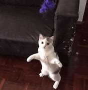 Image result for Excited Cat Jumping GIF