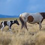 Image result for Utah Wild Horses Backgraond