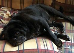 Image result for Dead Pug