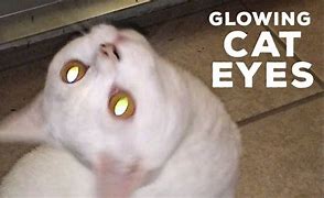 Image result for Cat Glowing Eyes Meme