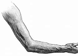 Image result for Arm Anatomy Clip Art