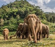 Image result for Laos Animals