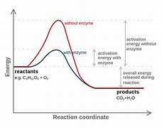 Image result for Graph Showing Activation Energy