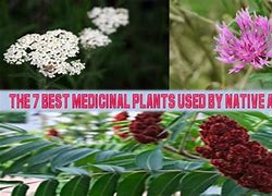 Image result for Indigenous Medicine Plants