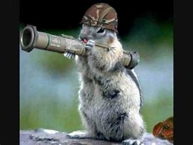 Image result for military Squirrel