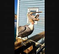 Image result for Pelican Eating People