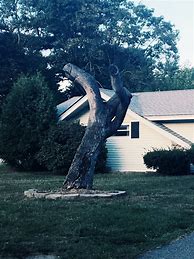 Image result for Dabbing Tree