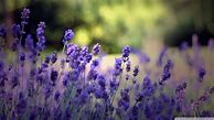 Image result for Lavender Color iPhone Wallpaper