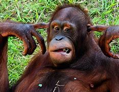 Image result for 人猿 human ape