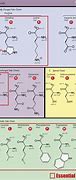 Image result for Plant-Based Amino Acids