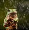 Image result for White Tree Frog Cute