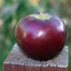 Image result for Black Apple's Grow At