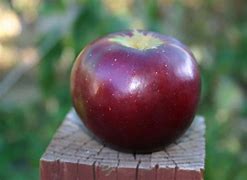 Image result for Black Diamond Apple Are They Heirloom