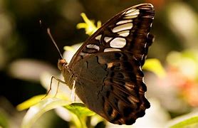 Image result for Brown Butterfly Wallpaper