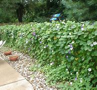 Image result for Vines That Grow On Chain Link Fence