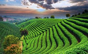 Image result for Agricultural Land