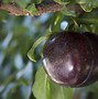 Image result for Plum Color
