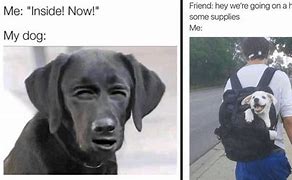 Image result for Business Dog Meme