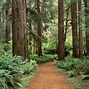 Image result for California Redwood Forest San Francisco