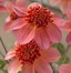 Image result for Dahlia Totally Tangerine