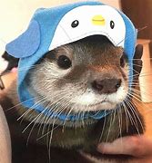 Image result for Otter W a Hat