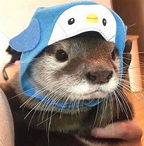 Image result for Otter Wearing Hat