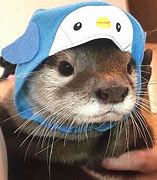 Image result for Otter in Clothes