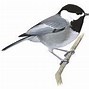 Image result for Mexican Chickadee