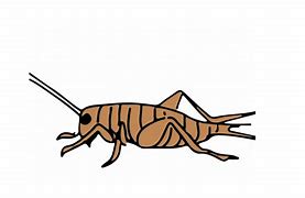Image result for Celtic Style Black and White Cricket Bug