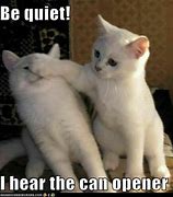 Image result for Quiet Cat Meme