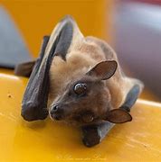 Image result for African Straw-Colored Fruit Bat