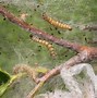 Image result for "fall-webworm"