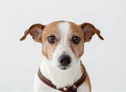 Image result for Dog Looking at Camear