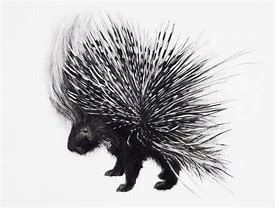 Image result for Porcupine Drawing
