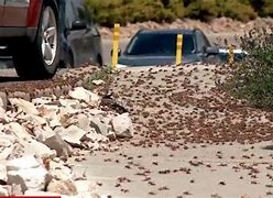 Image result for Mormon Crickets in Nevada