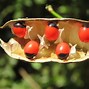 Image result for Rosary Pea Jewelry