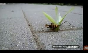 Image result for Cricket Insect Fight