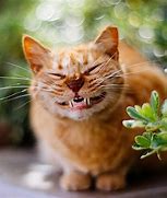 Image result for Cute Cat Happy Face