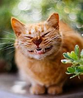 Image result for Happy Cat Face