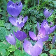 Crocus banaticus ਲਈ ਪ੍ਰਤੀਬਿੰਬ ਨਤੀਜਾ