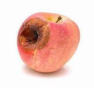 Image result for Rotten Cat Apple