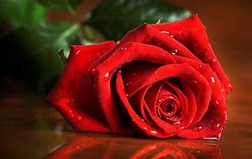 Image result for Red Roses Wallpaper Free