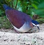 Image result for Geotrygon Columbidae