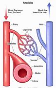 Image result for arteriola